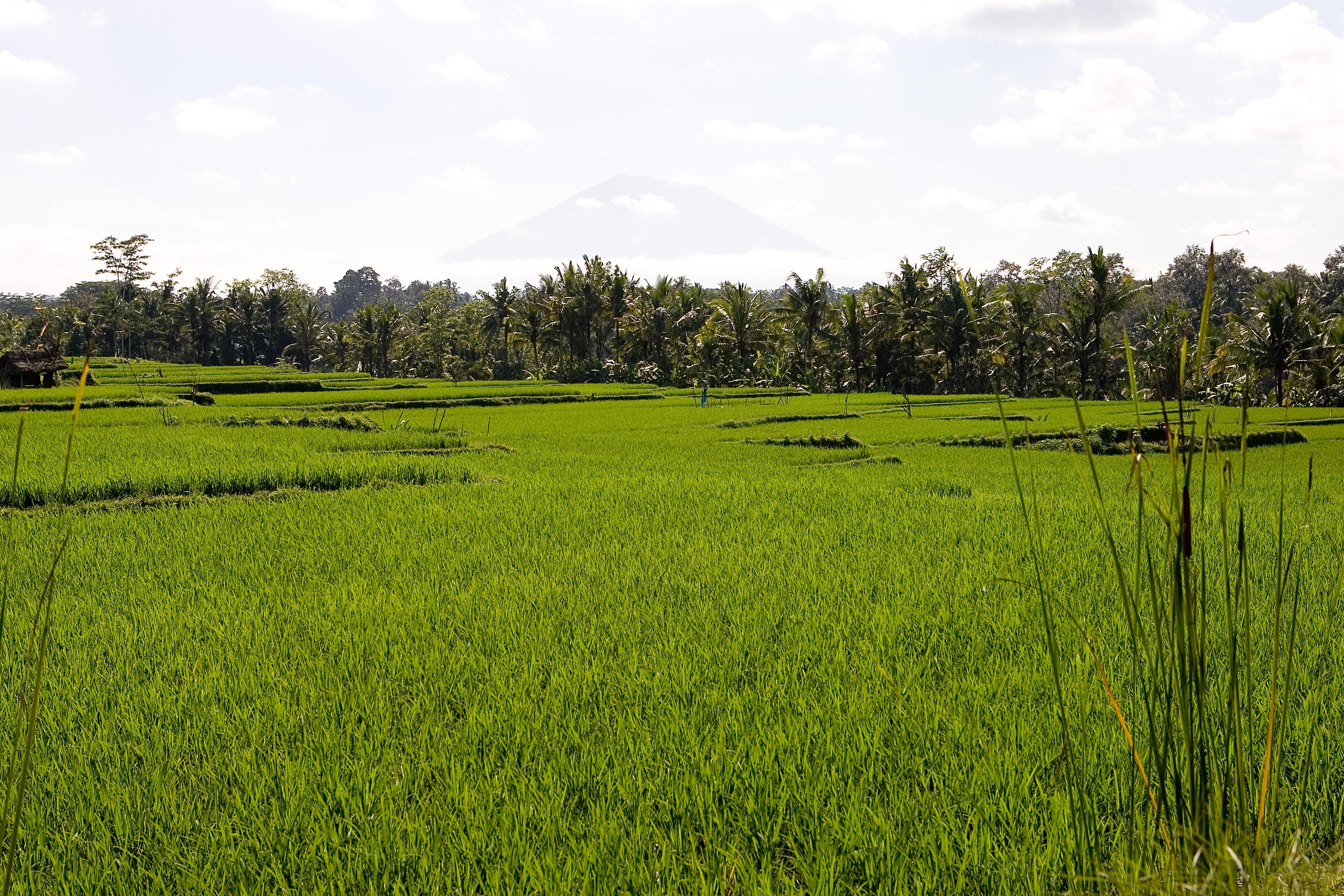 Hotel Viceroy Bali Ubud Exterior foto